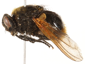  ( - BIOUG06587-C04)  @11 [ ] CreativeCommons - Attribution (2015) CBG Photography Group Centre for Biodiversity Genomics