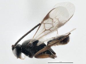  ( - BIOUG06545-G05)  @13 [ ] CreativeCommons - Attribution (2014) CBG Photography Group Centre for Biodiversity Genomics