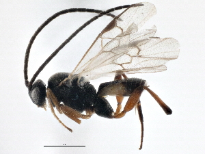  (Cotesia jft43 - BIOUG06545-H01)  @15 [ ] CreativeCommons - Attribution (2014) CBG Photography Group Centre for Biodiversity Genomics