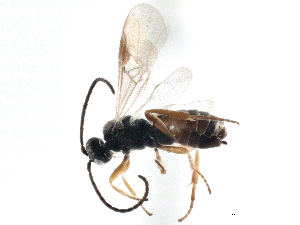  (Cotesia jft02 - BIOUG03330-C06)  @14 [ ] CreativeCommons - Attribution (2014) CBG Photography Group Centre for Biodiversity Genomics