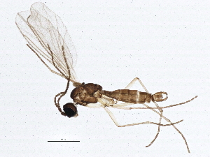  ( - BIOUG03376-F06)  @14 [ ] CreativeCommons - Attribution (2013) CBG Photography Group Centre for Biodiversity Genomics