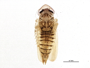  ( - BIOUG03380-G05)  @13 [ ] CreativeCommons - Attribution (2013) CBG Photography Group Centre for Biodiversity Genomics