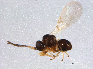  ( - BIOUG03482-C06)  @13 [ ] CreativeCommons - Attribution (2014) CBG Photography Group Centre for Biodiversity Genomics