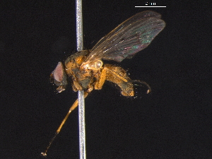  ( - BIOUG03604-A10)  @13 [ ] CreativeCommons - Attribution (2012) CBG Photography Group Centre for Biodiversity Genomics