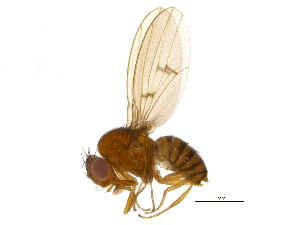  (Drosophila subquinaria - BIOUG04247-A01)  @15 [ ] CreativeCommons - Attribution (2014) CBG Photography Group Centre for Biodiversity Genomics