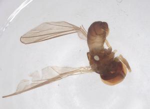  ( - BIOUG04323-A05)  @11 [ ] CreativeCommons - Attribution Share - Alike (2025) Centre for Biodiversity Genomics Centre for Biodiversity Genomics