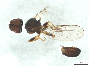  ( - BIOUG04377-A03)  @11 [ ] CreativeCommons - Attribution (2025) CBG Photography Group Centre for Biodiversity Genomics