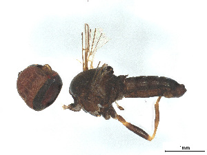  ( - BIOUG04377-A05)  @11 [ ] CreativeCommons - Attribution (2025) CBG Photography Group Centre for Biodiversity Genomics