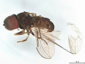  ( - BIOUG04377-A07)  @11 [ ] CreativeCommons - Attribution (2025) CBG Photography Group Centre for Biodiversity Genomics