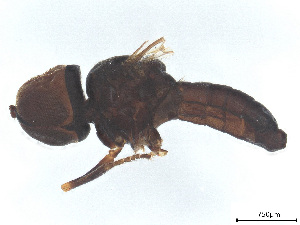  ( - BIOUG04377-A12)  @11 [ ] CreativeCommons - Attribution (2025) CBG Photography Group Centre for Biodiversity Genomics