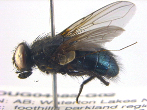  ( - BIOUG04485-G02)  @12 [ ] CreativeCommons - Attribution (2013) CBG Photography Group Centre for Biodiversity Genomics