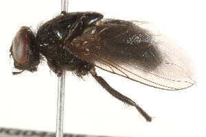  ( - BIOUG04485-G10)  @13 [ ] CreativeCommons - Attribution (2015) CBG Photography Group Centre for Biodiversity Genomics