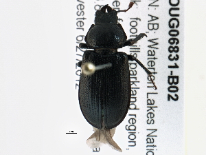  ( - BIOUG06831-B02)  @13 [ ] CreativeCommons - Attribution (2014) CBG Photography Group Centre for Biodiversity Genomics