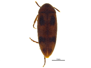  (Orchesia ornata - BIOUG19788-G07)  @13 [ ] CreativeCommons - Attribution (2015) CBG Photography Group Centre for Biodiversity Genomics
