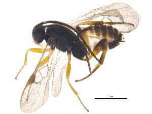  (Cotesia Whitfield24 - BIOUG19882-A02)  @14 [ ] CreativeCommons - Attribution (2015) CBG Photography Group Centre for Biodiversity Genomics