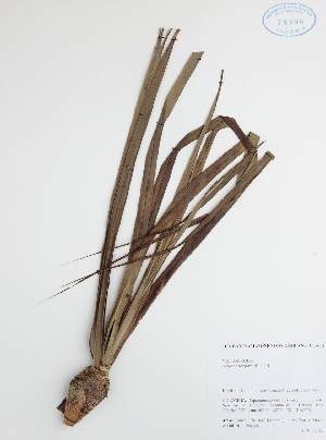  (Vellozia tubiflora - DC42542)  @11 [ ] No Rights Reserved (2013) COAH Instituto Amazonico de Investigaciones Ceintificas Sinchi