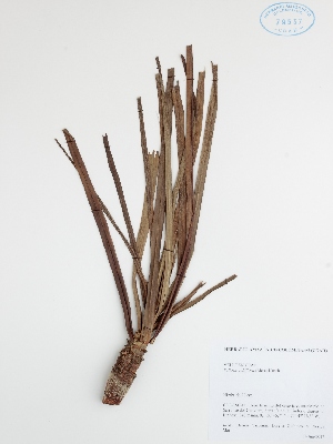  (Vellozia tubiflora - DC42613)  @11 [ ] No Rights Reserved (2013) COAH Instituto Amazonico de Investigaciones Ceintificas Sinchi
