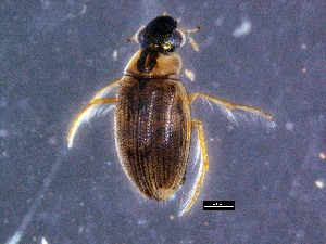  ( - DBCACOLE_AIA220)  @11 [ ] CreativeCommons - Attribution Non-Commercial Share-Alike (2019) DBCA Department of Biodiversity, Conservation and Attractions