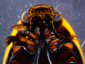 (Cybister tripunctatus temnenkii - DBCACOLE_AIA017)  @11 [ ] CreativeCommons - Attribution Non-Commercial Share-Alike (2019) DBCA Department of Biodiversity, Conservation and Attractions