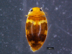  (Laccophilus transversalis - DBCACOLE_AIA142)  @11 [ ] CreativeCommons - Attribution Non-Commercial Share-Alike (2019) DBCA Department of Biodiversity, Conservation and Attractions