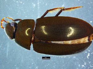  ( - DBCACOLE_AIA019)  @11 [ ] CreativeCommons - Attribution Non-Commercial Share-Alike (2019) DBCA Department of Biodiversity, Conservation and Attractions