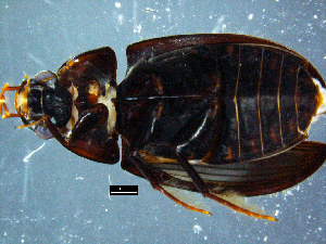  (Sternolophus marginicollis - DBCACOLE_AIA019)  @11 [ ] CreativeCommons - Attribution Non-Commercial Share-Alike (2019) DBCA Department of Biodiversity, Conservation and Attractions