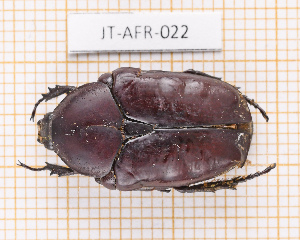  (Diplognatha - JT-AFR-022)  @11 [ ] CC-By (2025) Julien Touroult MNHN