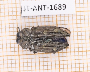  (Chrysobothris tranquebarica - JT-ANT-1689)  @11 [ ] CC-by (2023) Julien Touroult Museum national d'Histoire naturelle, Paris