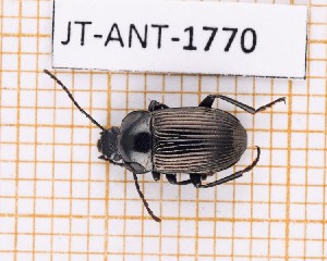  (Helops martinensis - JT-ANT-1770)  @11 [ ] CC-by (2023) Julien Touroult Museum national d'Histoire naturelle, Paris