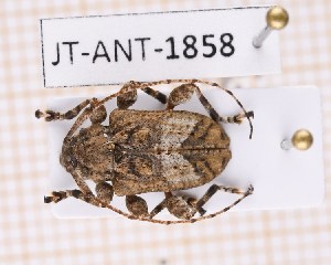  (Leptostylopsis smithi - JT-ANT-1858)  @11 [ ] CC-by (2023) Julien Touroult Museum national d'Histoire naturelle, Paris