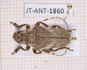  (Hypsioma grisea - JT-ANT-1860)  @11 [ ] CC-by (2023) Julien Touroult Museum national d'Histoire naturelle, Paris