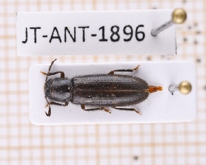  (Neorthopleura subfasciatum - JT-ANT-1896)  @11 [ ] CC-by (2023) Julien Touroult Museum national d'Histoire naturelle, Paris