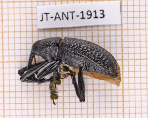  (Homalinotus umbilicatus - JT-ANT-1913)  @11 [ ] CC-by (2023) Julien Touroult Museum national d'Histoire naturelle, Paris