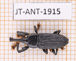  (Trypetes - JT-ANT-1915)  @11 [ ] CC-by (2023) Julien Touroult Museum national d'Histoire naturelle, Paris