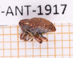  (Conotrachelus cinnamomeus - JT-ANT-1917)  @11 [ ] CC-by (2023) Julien Touroult Museum national d'Histoire naturelle, Paris