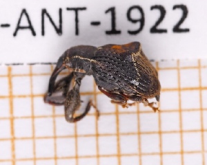  (Themeropis - JT-ANT-1922)  @11 [ ] CC-by (2023) Julien Touroult Museum national d'Histoire naturelle, Paris