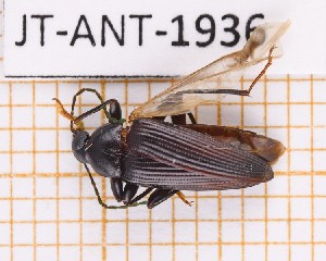  (Lobopoda tarsalis - JT-ANT-1936)  @11 [ ] CC-by (2023) Julien Touroult Museum national d'Histoire naturelle, Paris