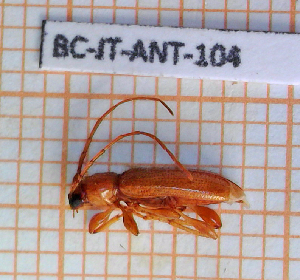  ( - BC-JT-ANT-104)  @11 [ ] Copyright (2020) Julien Touroult Museum national d'Histoire naturelle