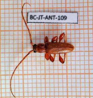  ( - BC-JT-ANT-109)  @11 [ ] Copyright (2020) Julien Touroult Museum national d'Histoire naturelle