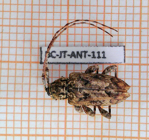  (Amniscus - BC-JT-ANT-111)  @11 [ ] Copyright (2020) Julien Touroult Museum national d'Histoire naturelle