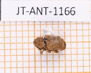  (Troezon - JT-ANT-1166)  @11 [ ] Creative common (2022) Julien Touroult Museum national d'Histoire naturelle, Paris