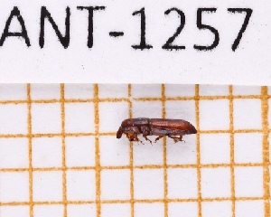  ( - JT-ANT-1257)  @11 [ ] Creative common (2022) Julien Touroult Museum national d'Histoire naturelle, Paris