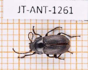  ( - JT-ANT-1261)  @11 [ ] Creative common (2022) Julien Touroult Museum national d'Histoire naturelle, Paris
