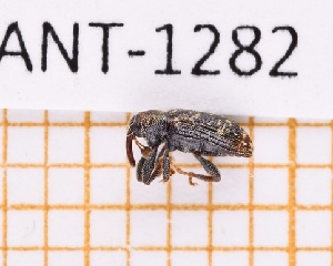  (Dorytomorpha - JT-ANT-1282)  @11 [ ] Creative common (2022) Julien Touroult Museum national d'Histoire naturelle, Paris