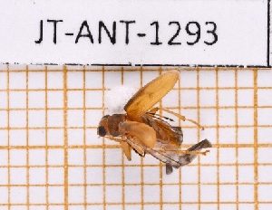  (Habrophora annulicornis - JT-ANT-1293)  @11 [ ] Creative common (2022) Julien Touroult Museum national d'Histoire naturelle, Paris