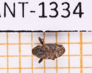  ( - JT-ANT-1334)  @11 [ ] Creative common (2022) Julien Touroult Museum national d'Histoire naturelle, Paris