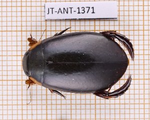  ( - JT-ANT-1371)  @11 [ ] Creative common (2022) Julien Touroult Museum national d'Histoire naturelle, Paris