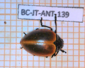  ( - BC-JT-ANT-139)  @11 [ ] Copyright (2020) Julien Touroult Museum national d'Histoire naturelle