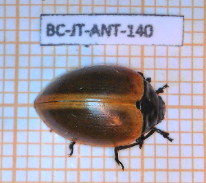  ( - BC-JT-ANT-140)  @11 [ ] Copyright (2020) Julien Touroult Museum national d'Histoire naturelle