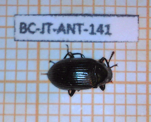  ( - BC-JT-ANT-141)  @11 [ ] Copyright (2020) Julien Touroult Museum national d'Histoire naturelle